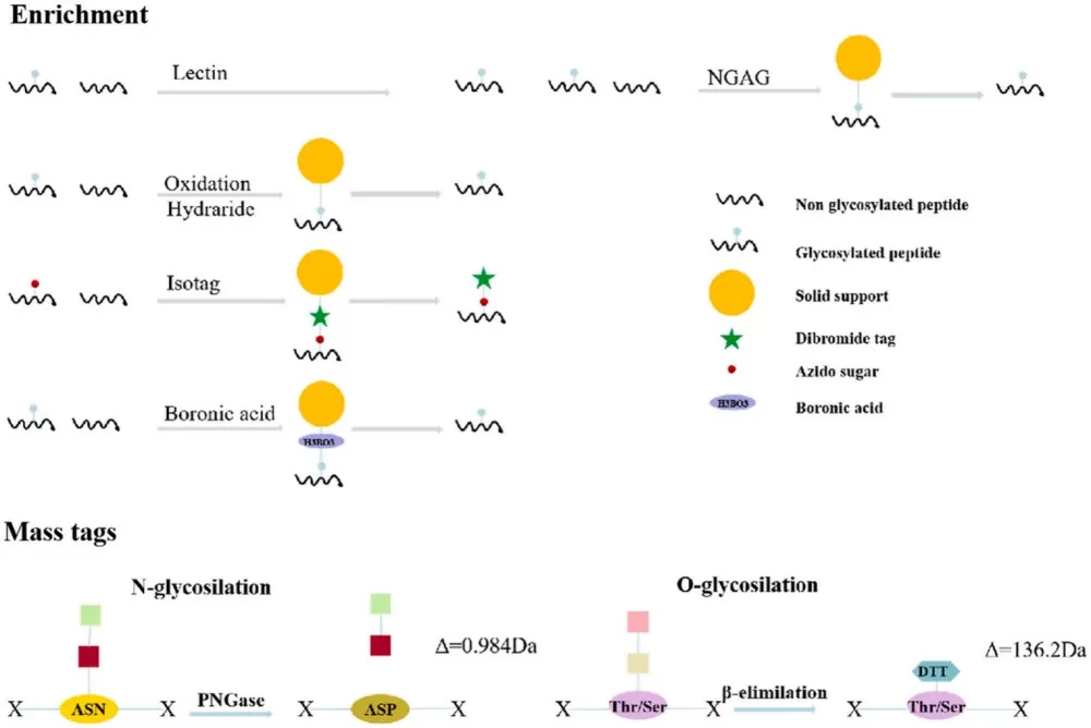 Enrichment Strategies and Mass Tags in Glycoproteomics